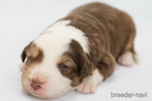 成約済の神奈川県のボーダーコリー-319174の8枚目